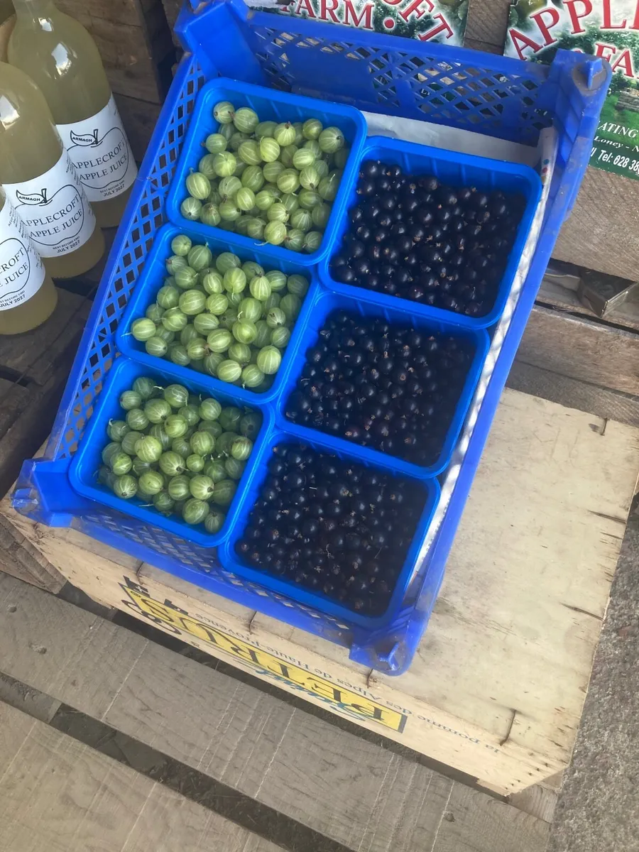 Bramley Cooking Apples - Image 4