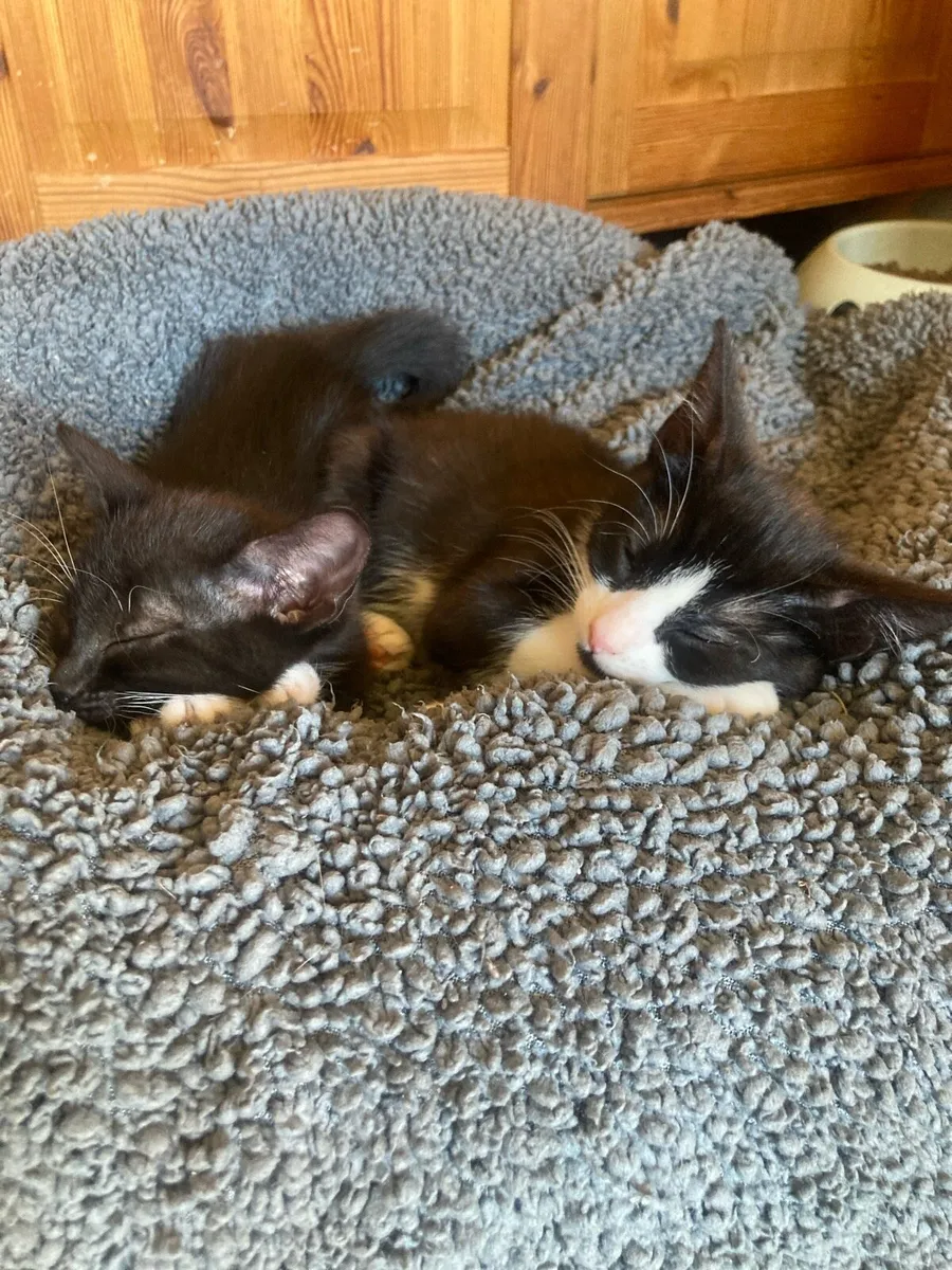 Two Perfect Kittens to loving famaly - Image 1