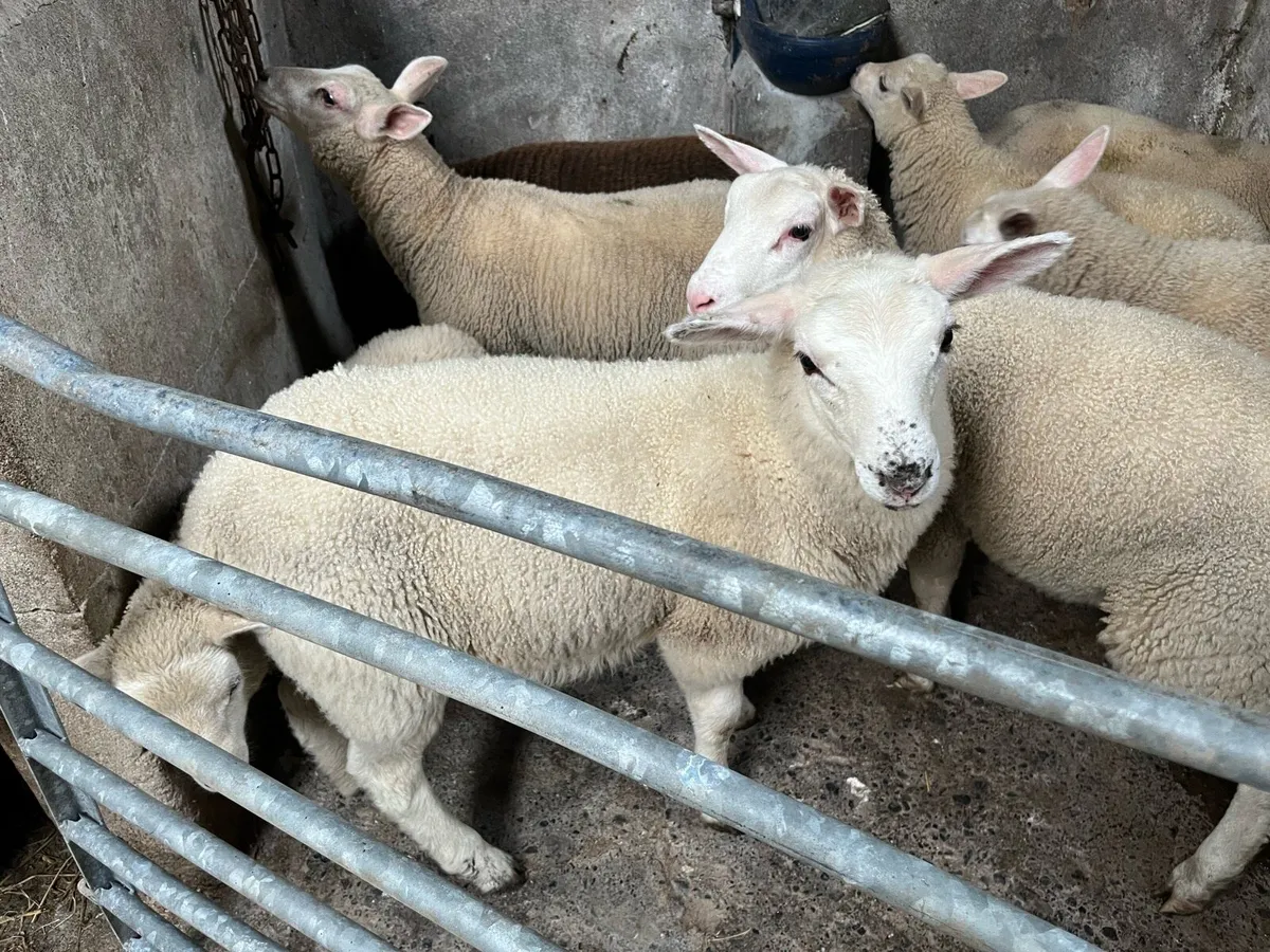 Ewe lambs - Image 2