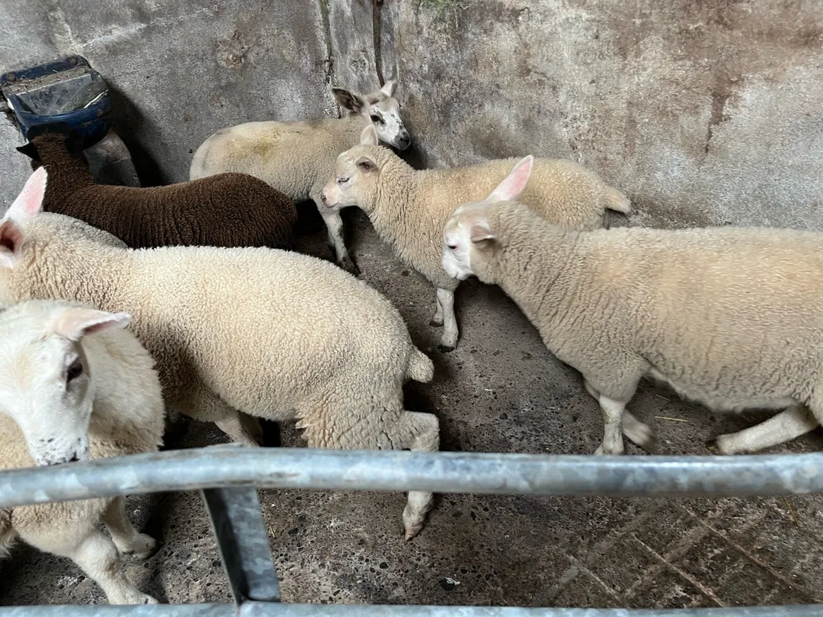 Ewe lambs - Image 3