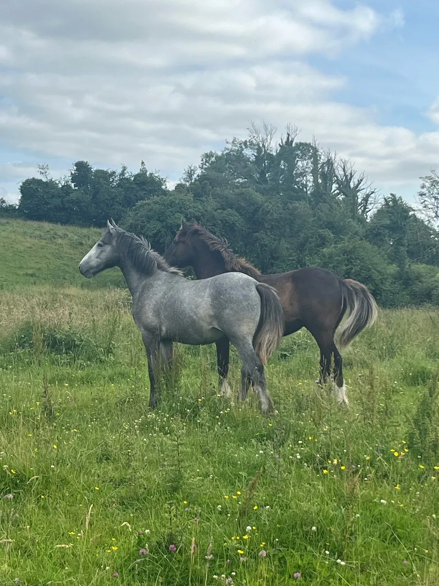 Cob Geldings - Image 2
