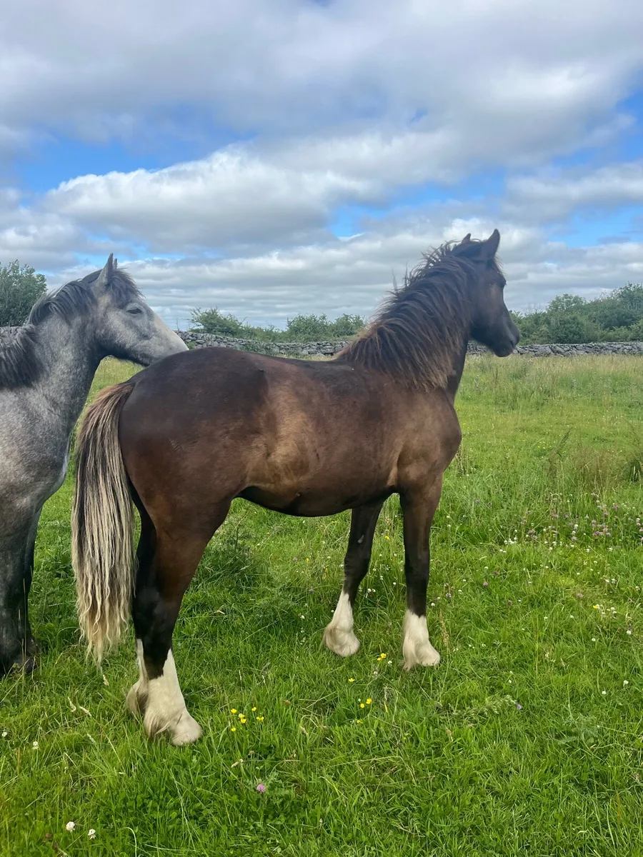 Cob Geldings - Image 1