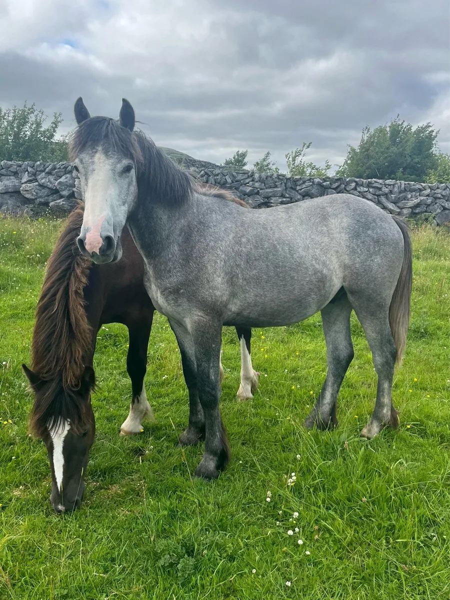 Cob Geldings - Image 3