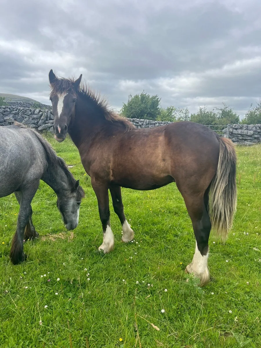 Cob Geldings - Image 4