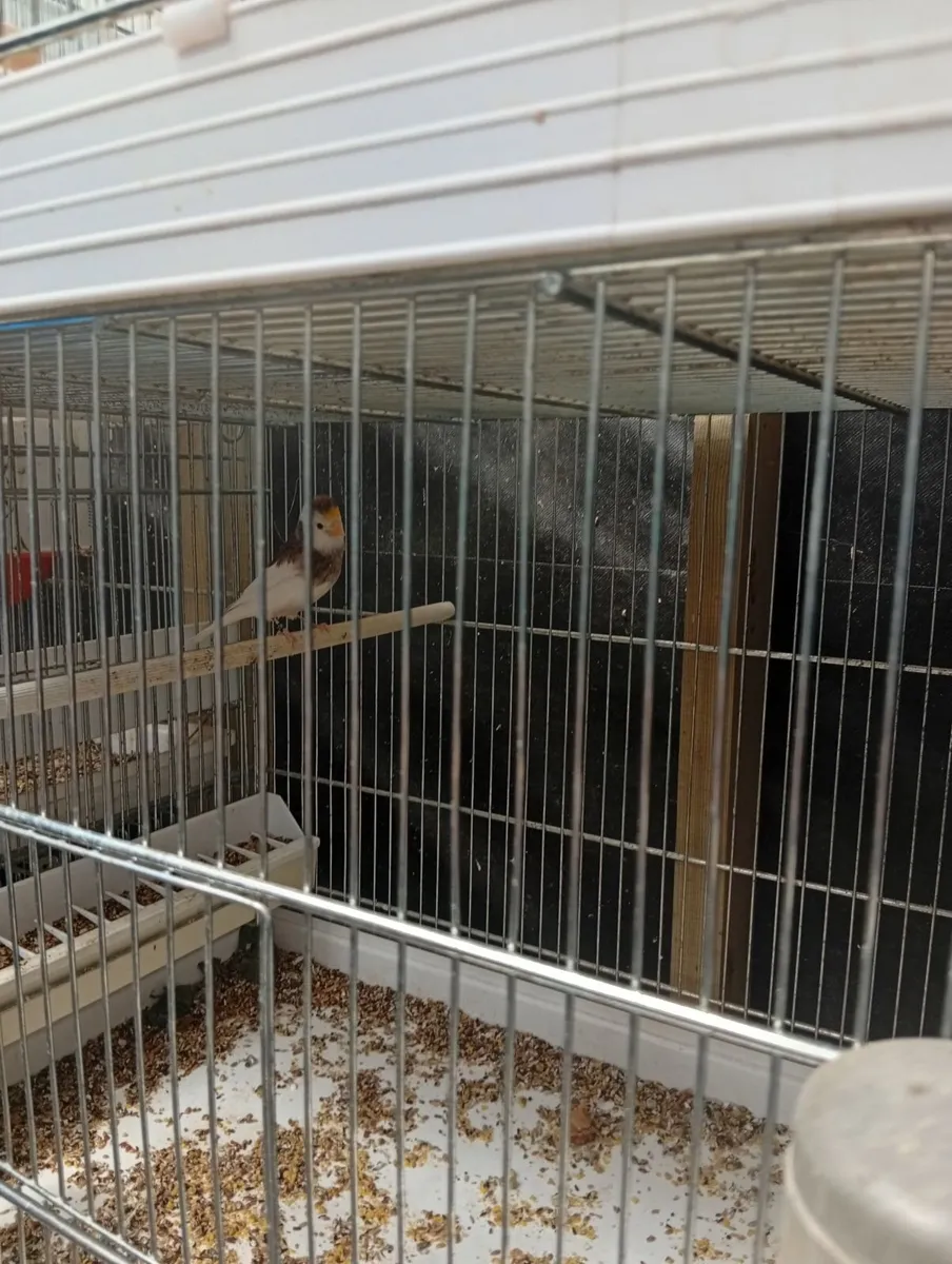 Birds - Image 3
