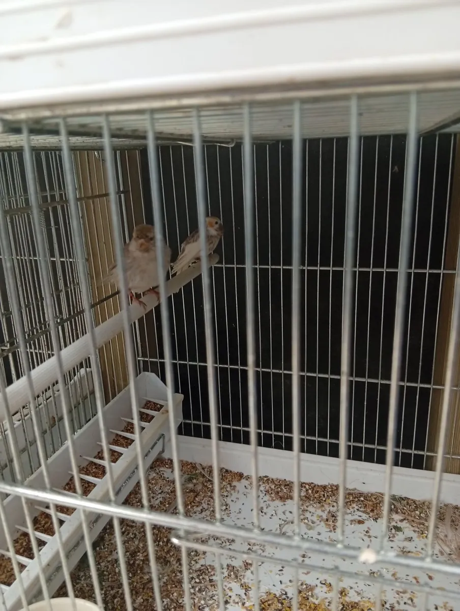 Birds - Image 4