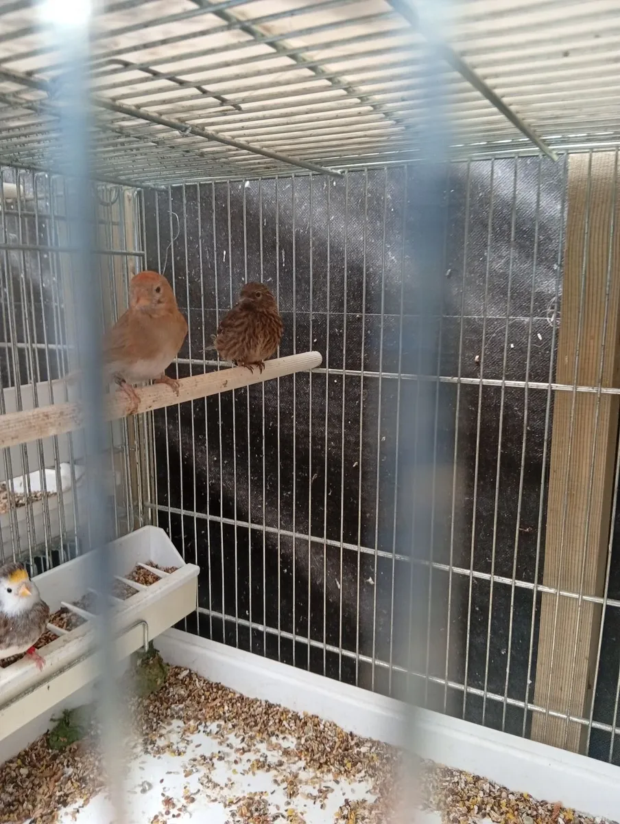 Birds - Image 1