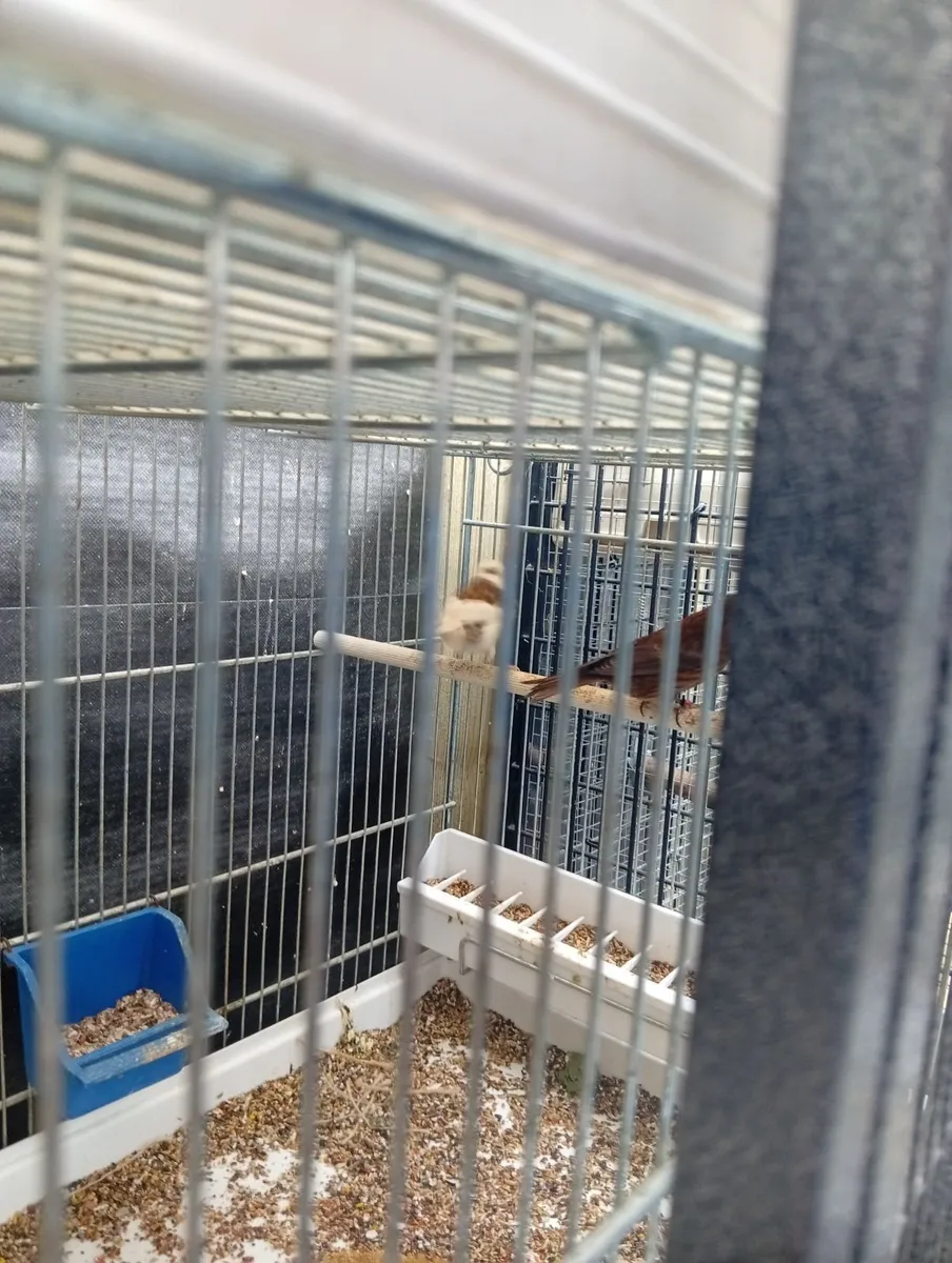 Birds - Image 2