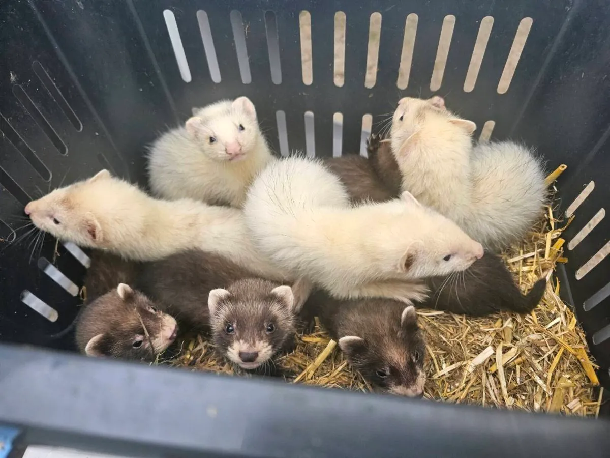 Baby Ferrets - Image 1