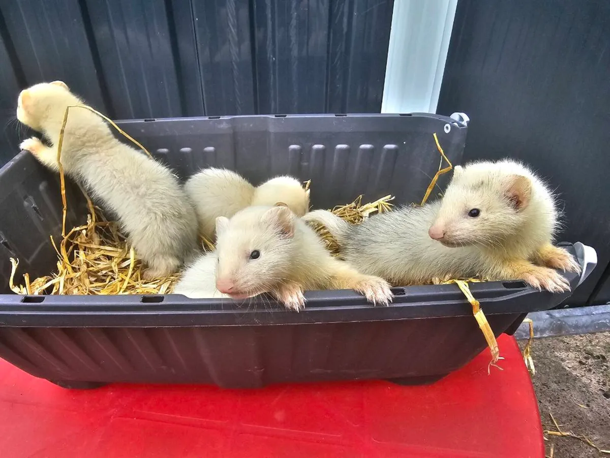 Baby Ferrets - Image 2