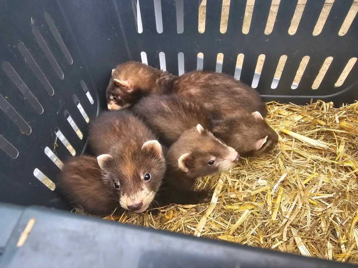 Baby Ferrets - Image 3