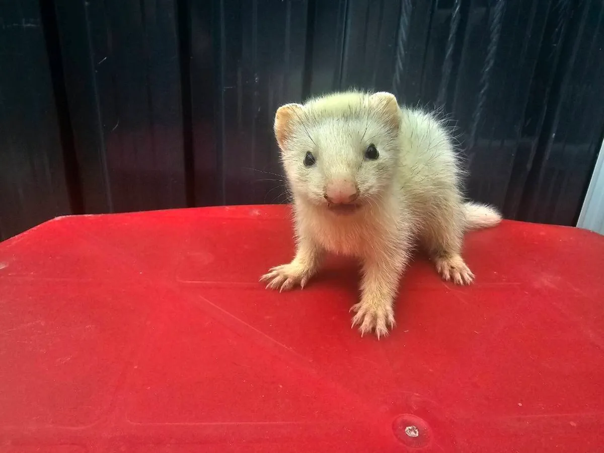 Baby Ferrets - Image 4
