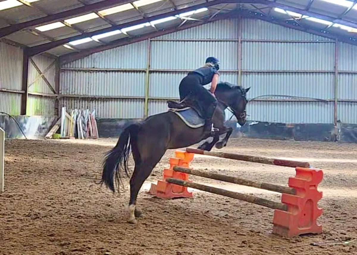 148cm pony club allrounder - Image 1