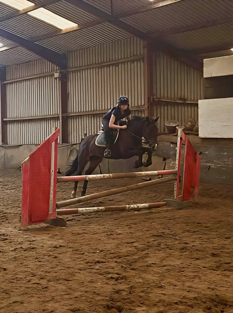 148cm pony club allrounder - Image 3