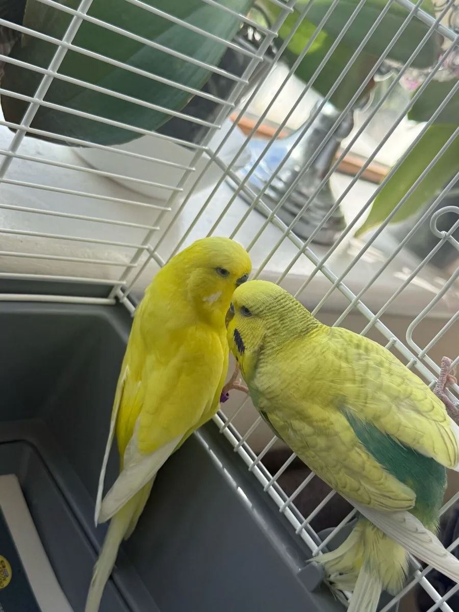 Bonded Budgies - Image 1