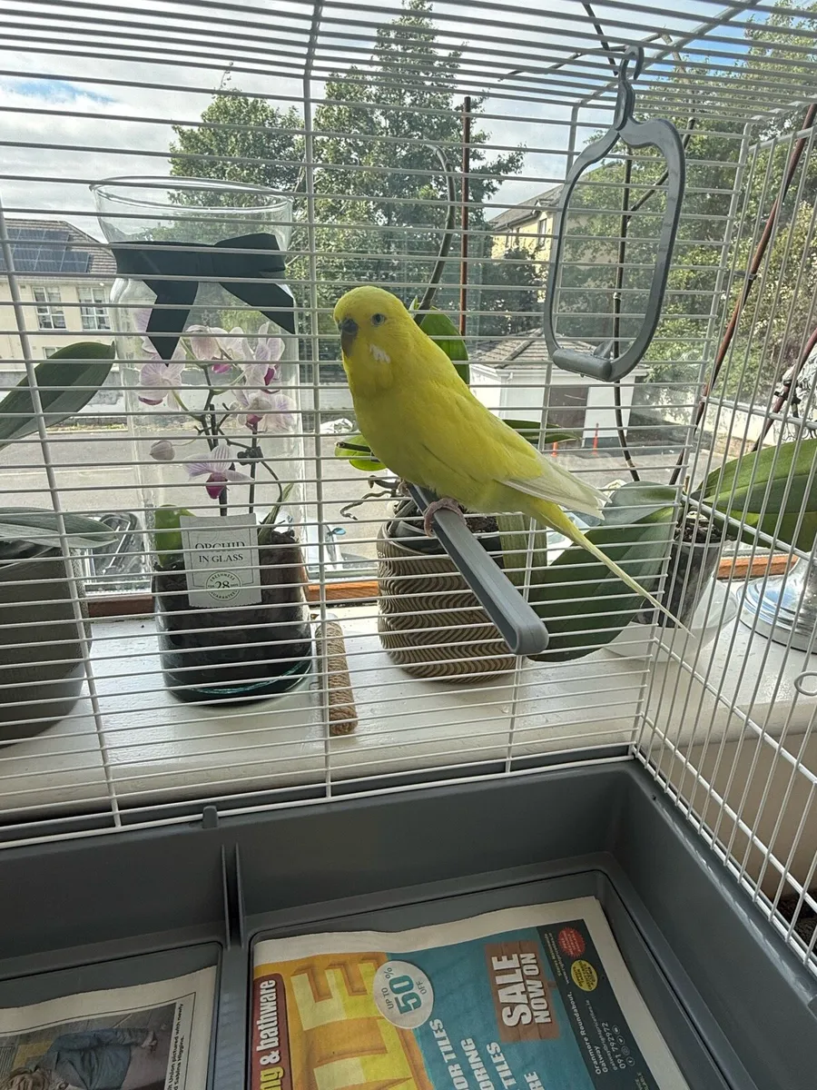 Bonded Budgies - Image 3
