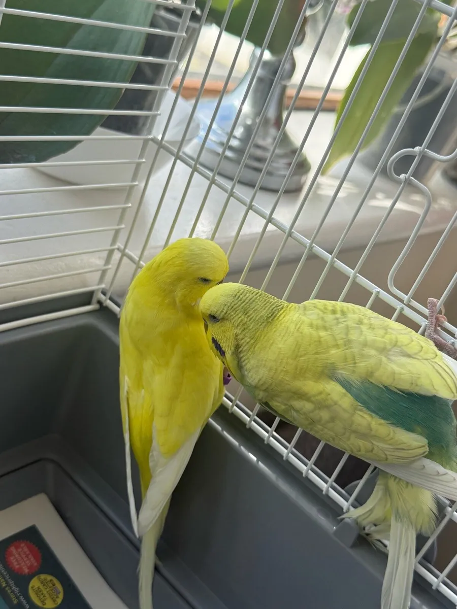 Bonded Budgies - Image 4