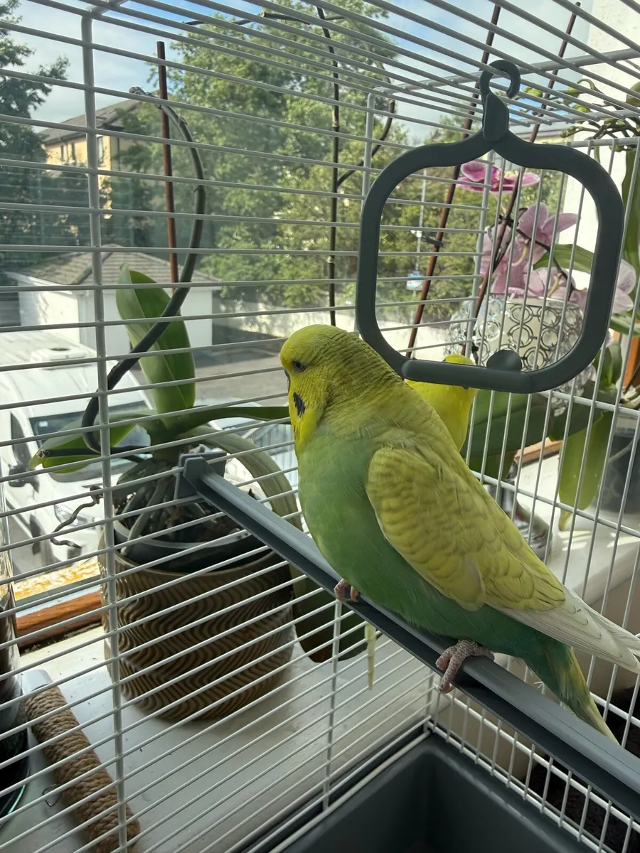 Bonded Budgies - Image 2