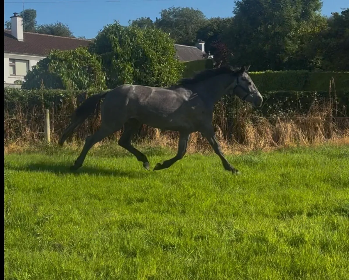 3yo Connemara x Irish draught filly - Image 3