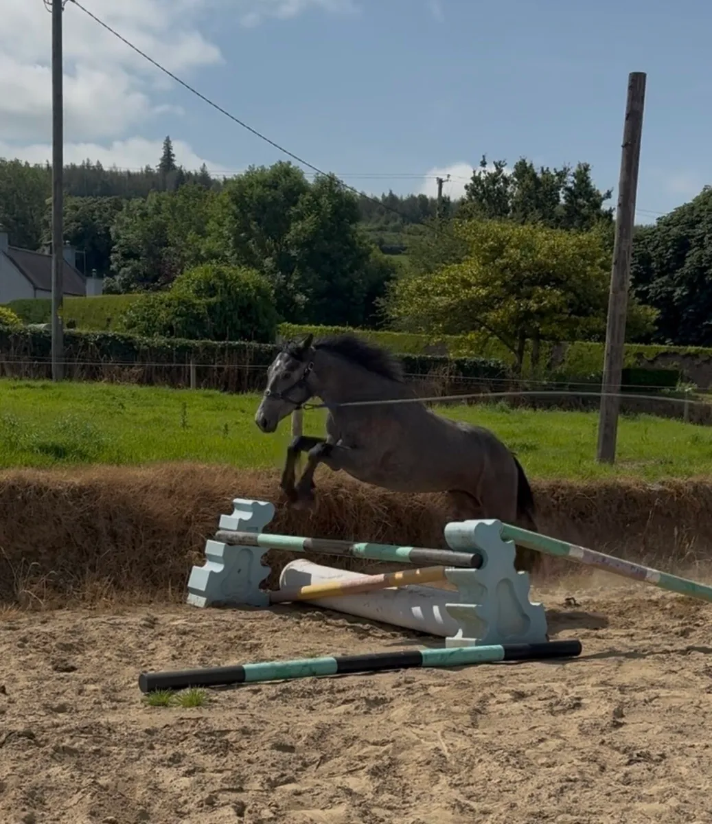 3yo Connemara x Irish draught filly - Image 4