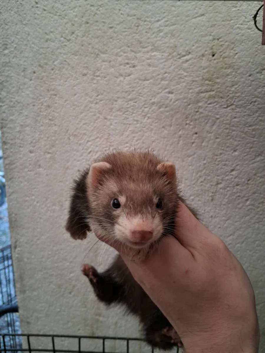 Ferrets - Image 1