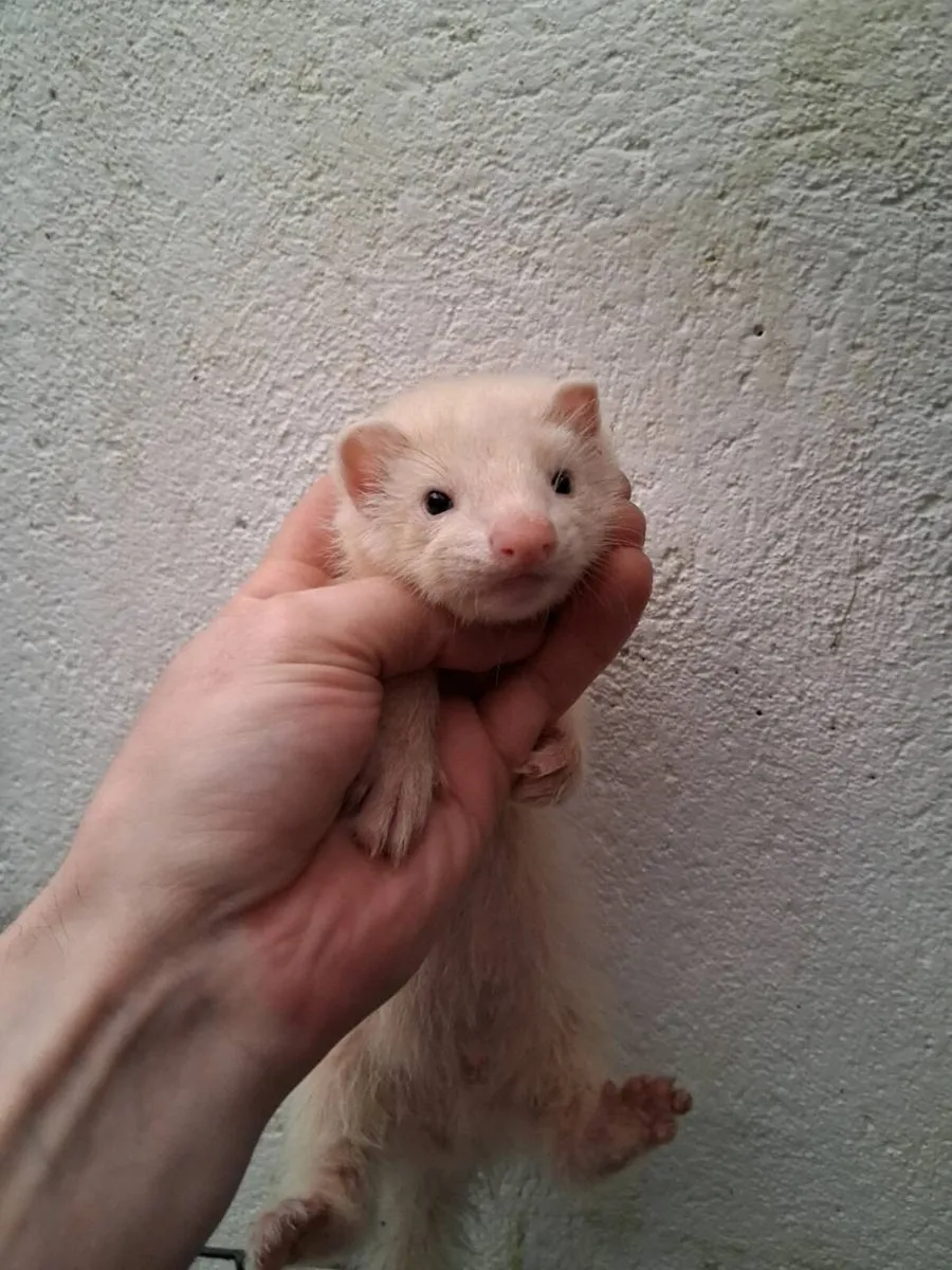 Ferrets - Image 2