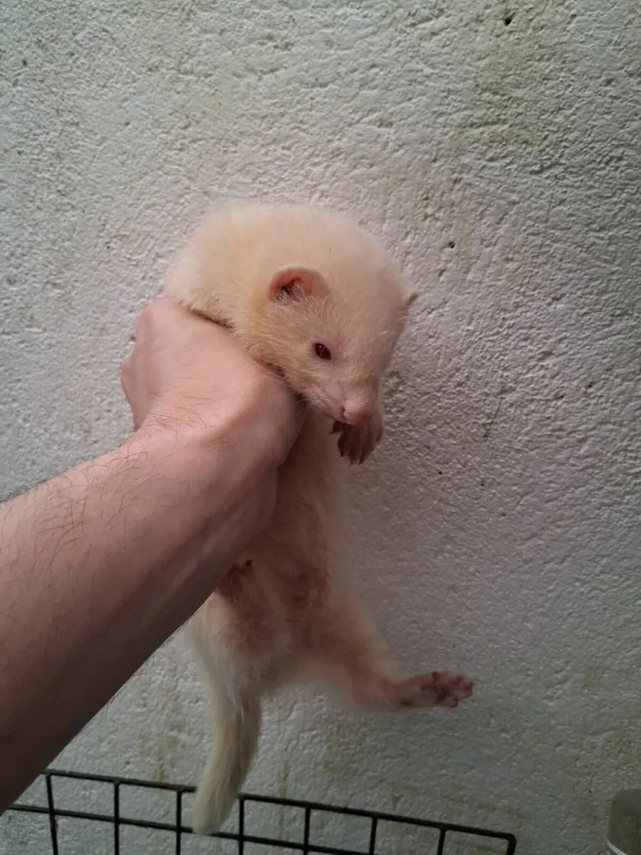 Ferrets - Image 3