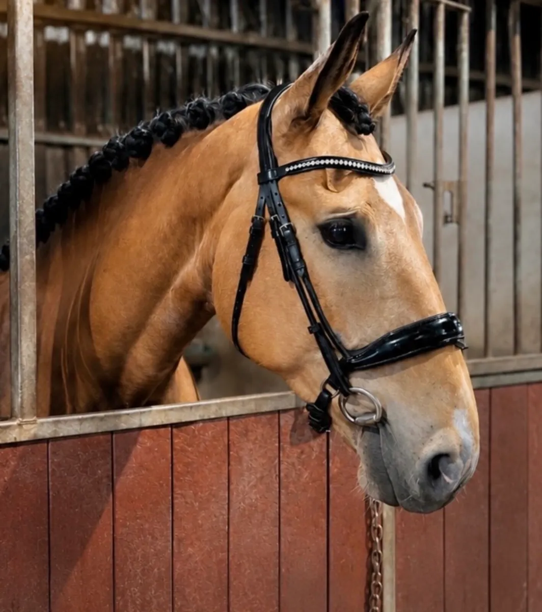 A very handsome 16.3, 6 year old Irish gelding - Image 2