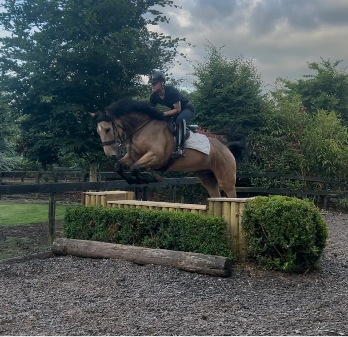 A very handsome 16.3, 6 year old Irish gelding - Image 3
