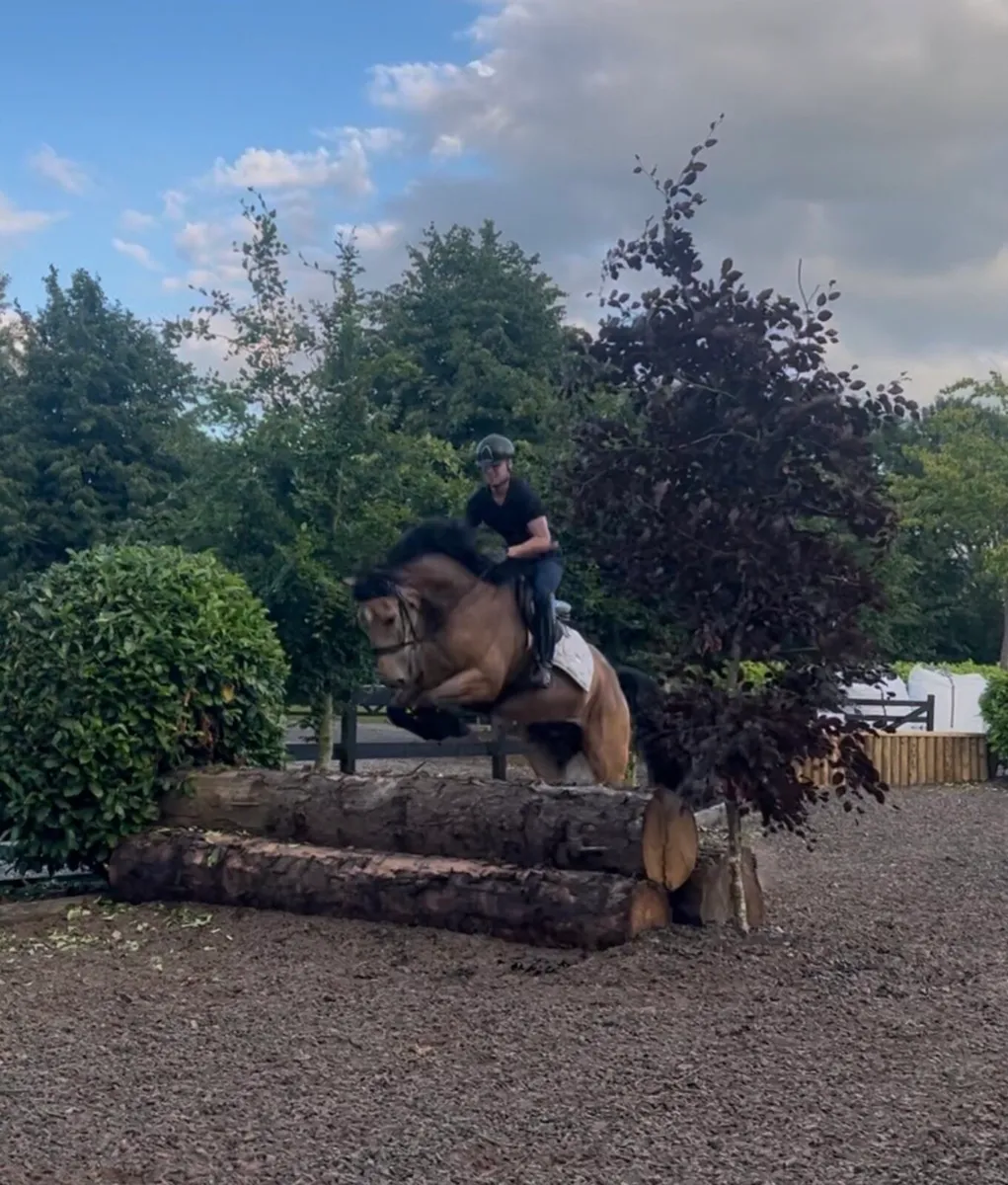A very handsome 16.3, 6 year old Irish gelding - Image 4