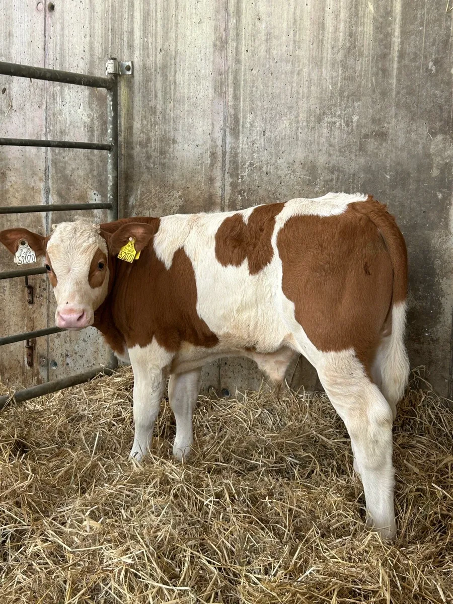 Serious PB Simmental Bull Runner - Image 1