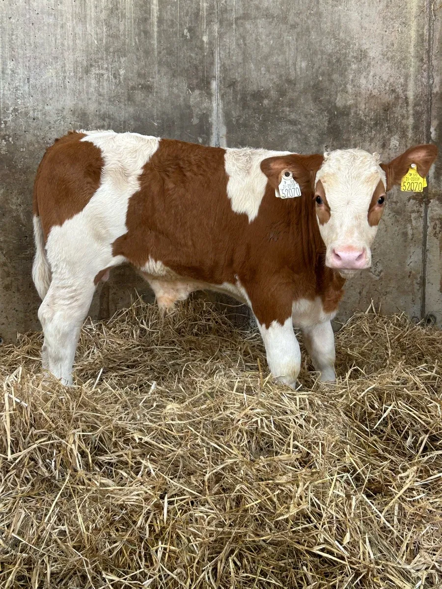 Serious PB Simmental Bull Runner - Image 2