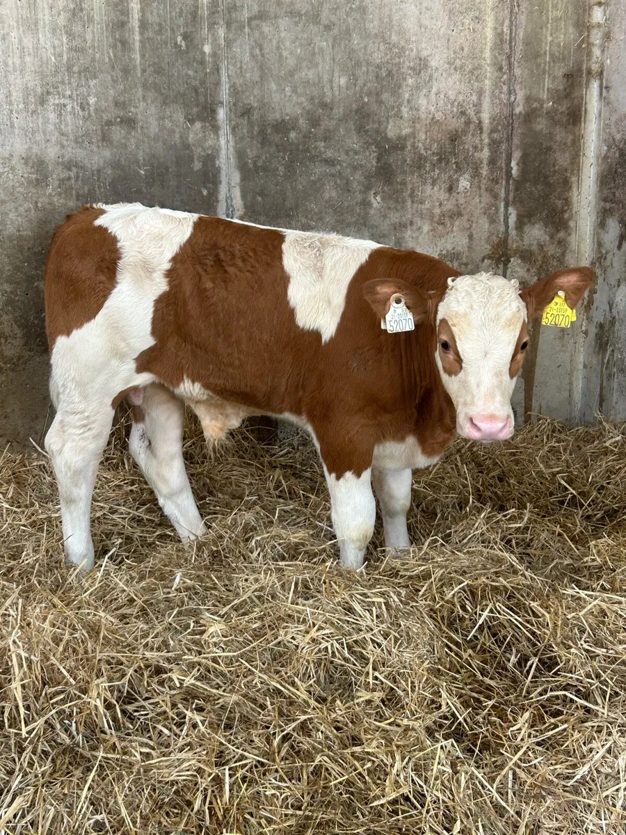 Serious PB Simmental Bull Runner - Image 3