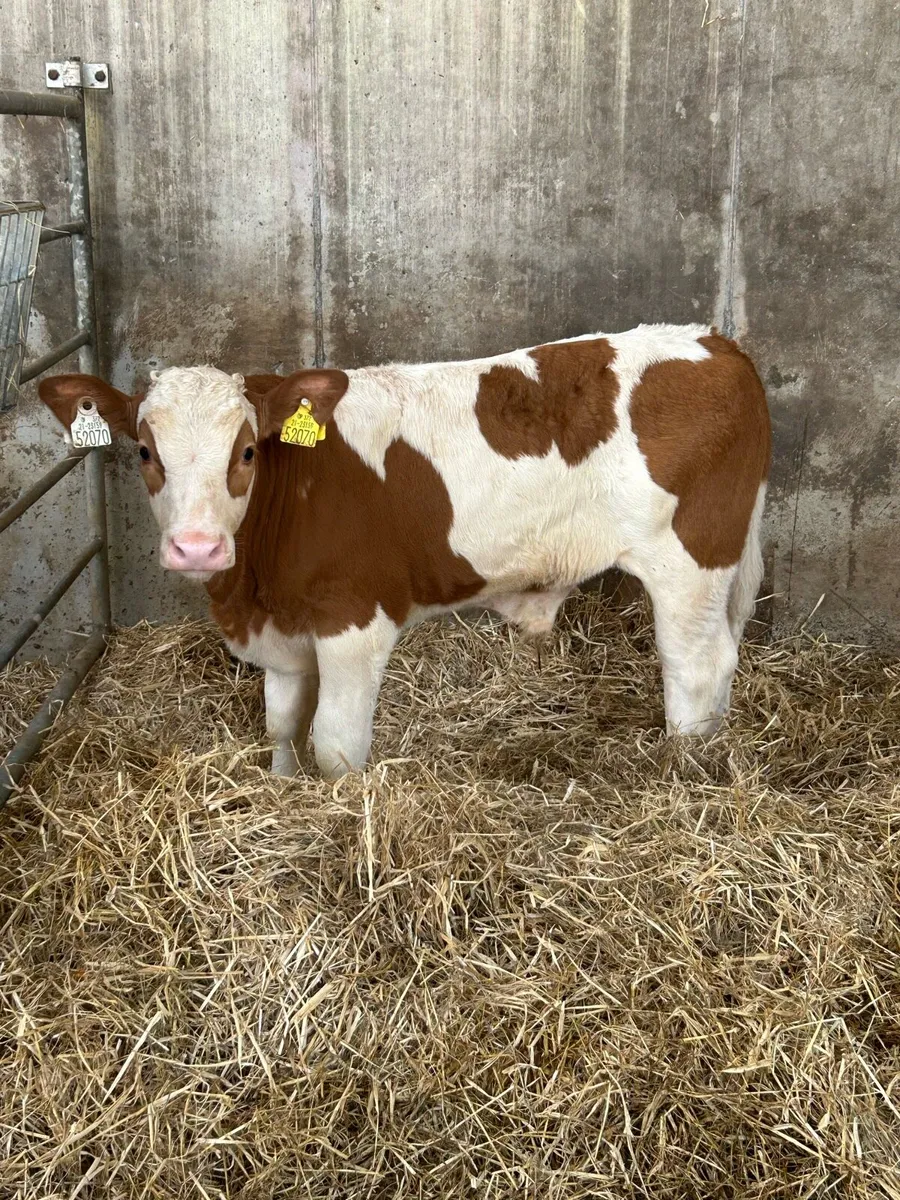 Serious PB Simmental Bull Runner - Image 4