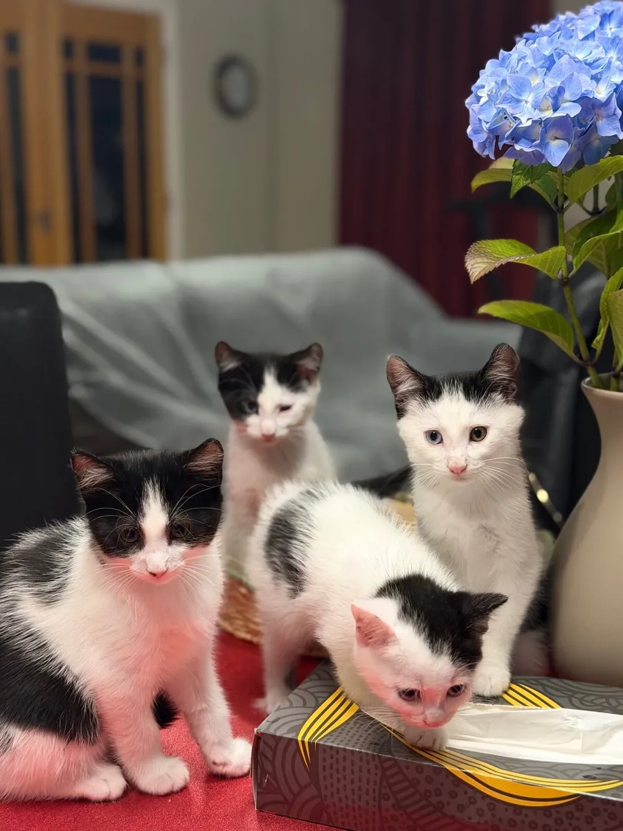 kittens - Image 1