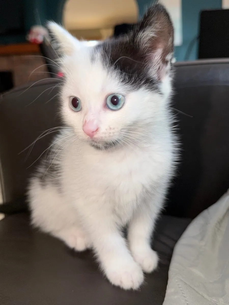 kittens - Image 2