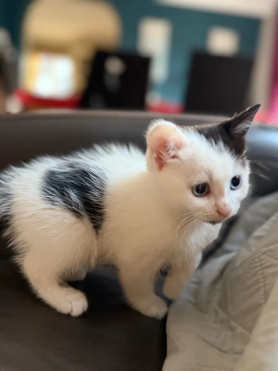 kittens - Image 3