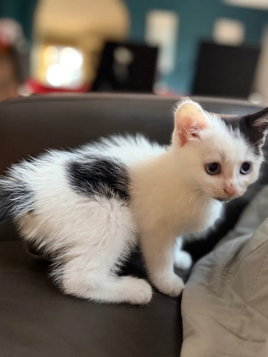kittens - Image 4
