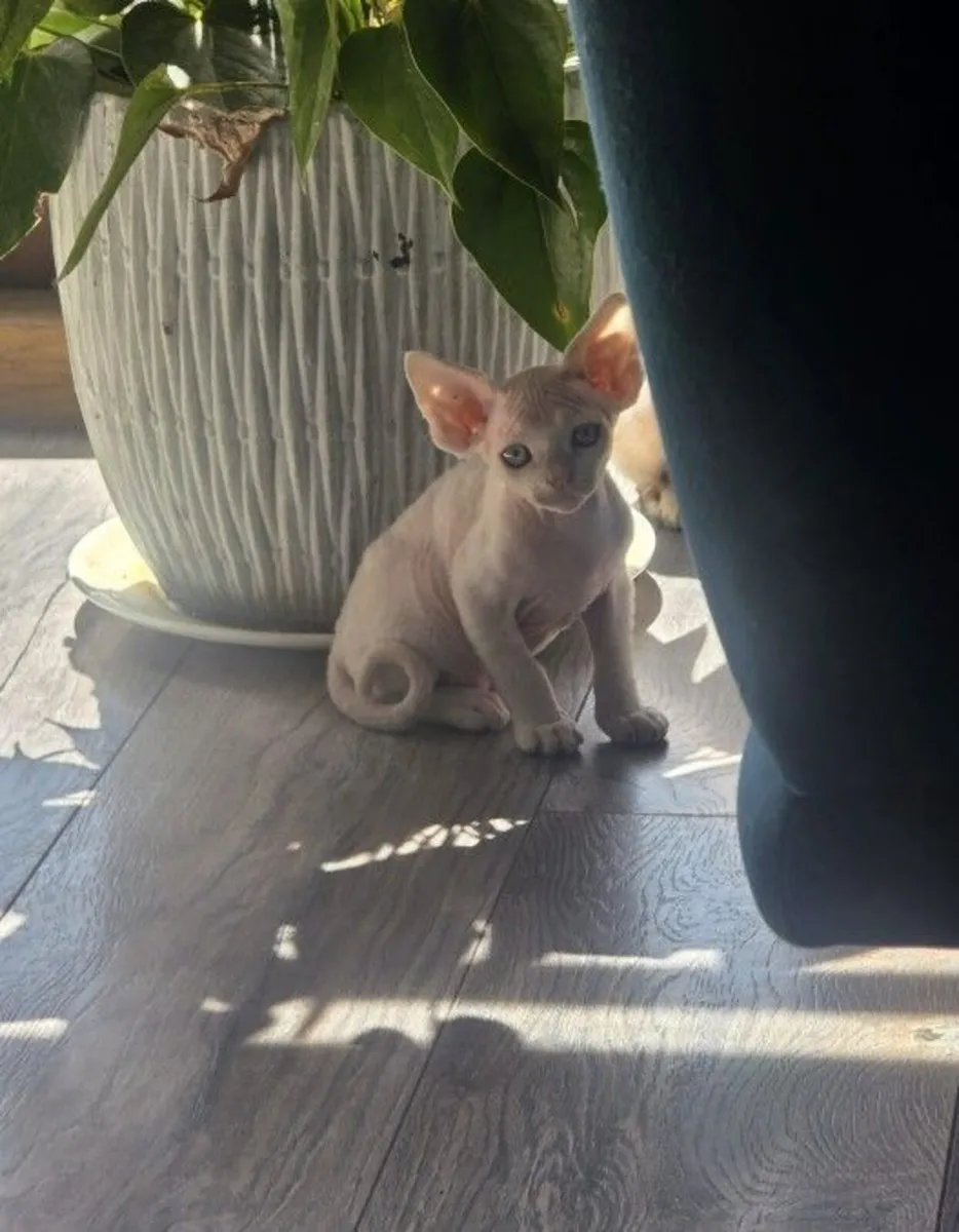 Devon Rex kitten - Image 3