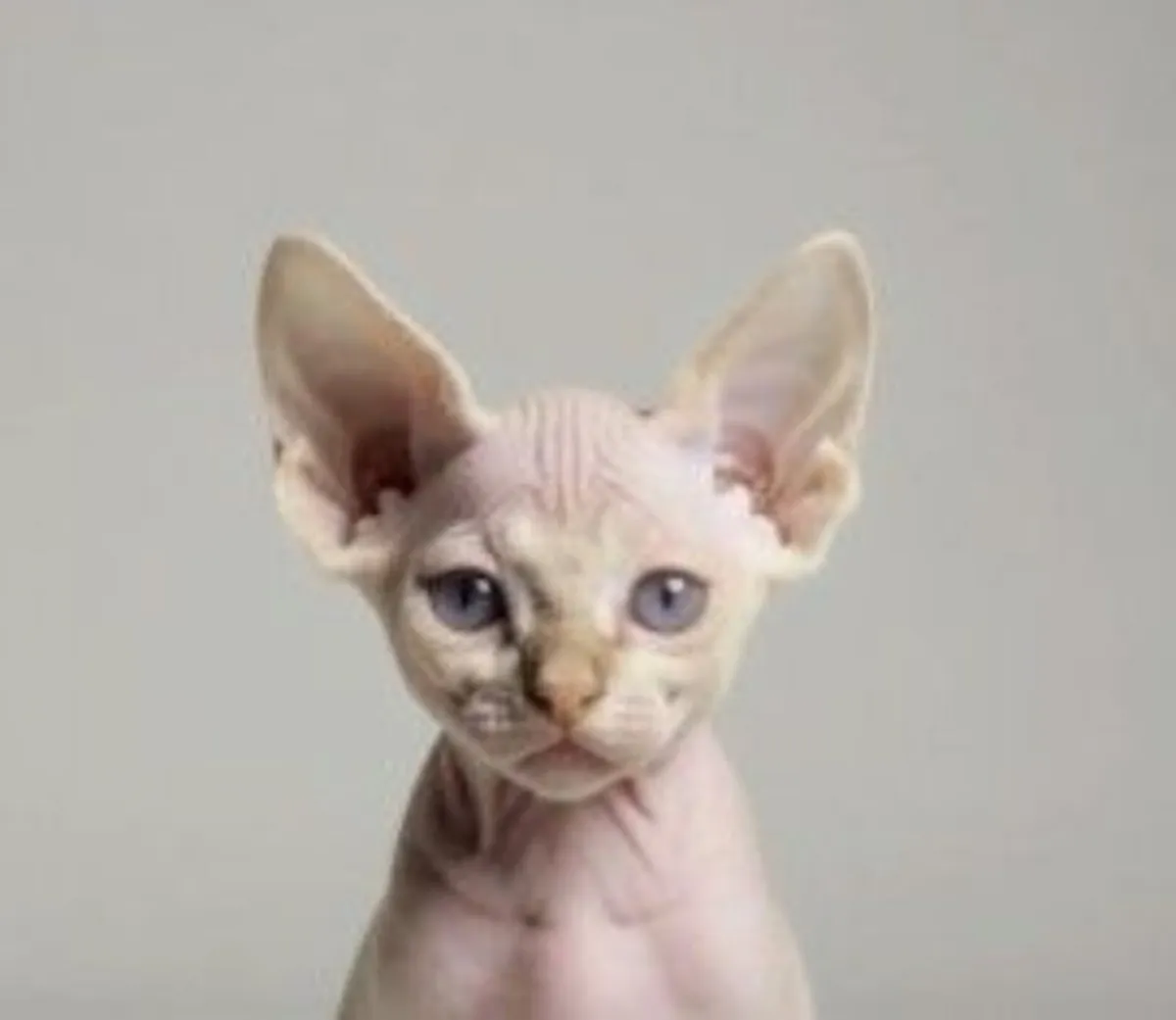 Devon Rex kitten - Image 4