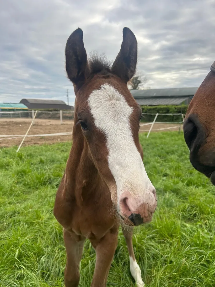 Broodmares  foals And Youngstock For Sale - Image 4