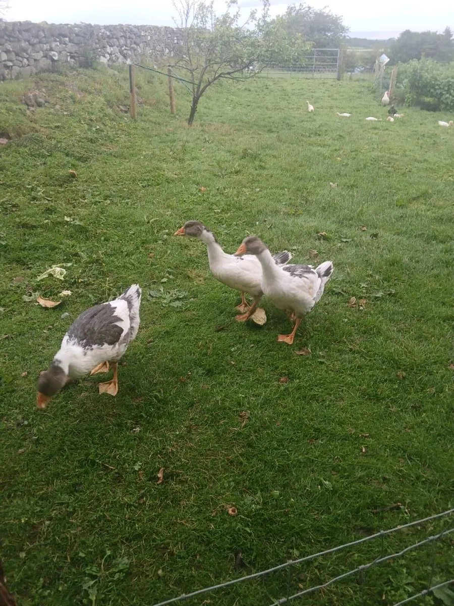 Geese for Sale - Image 1