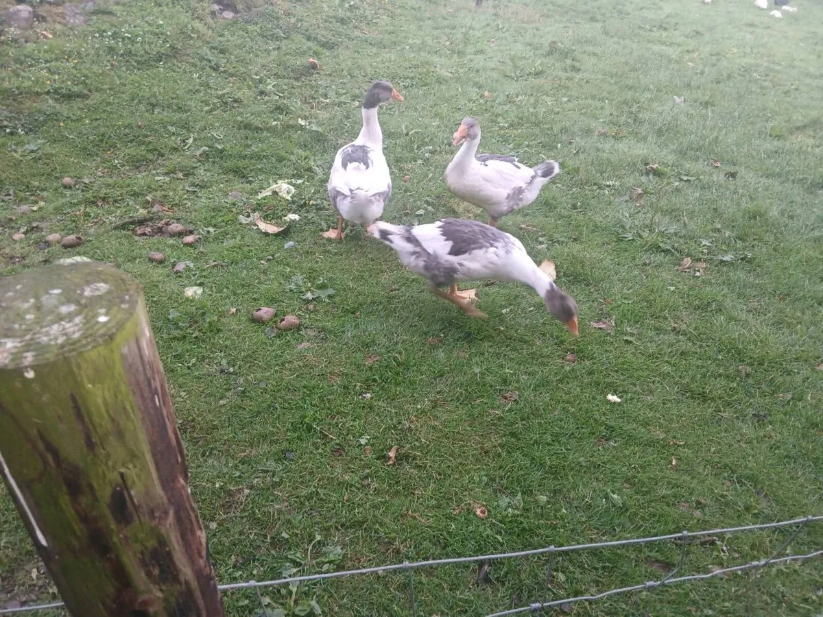 Geese for Sale - Image 2