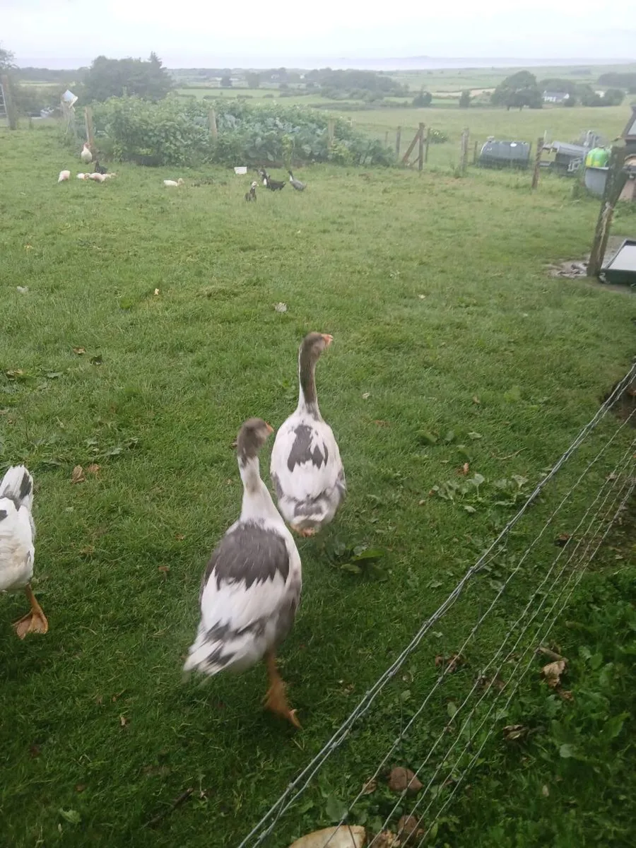 Geese for Sale - Image 3