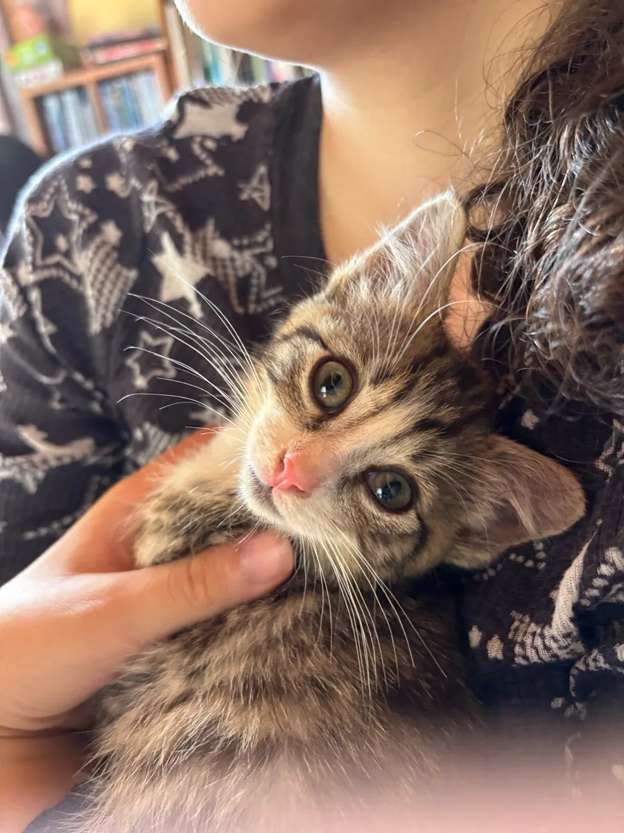 Kittens-kid friendly - Image 1