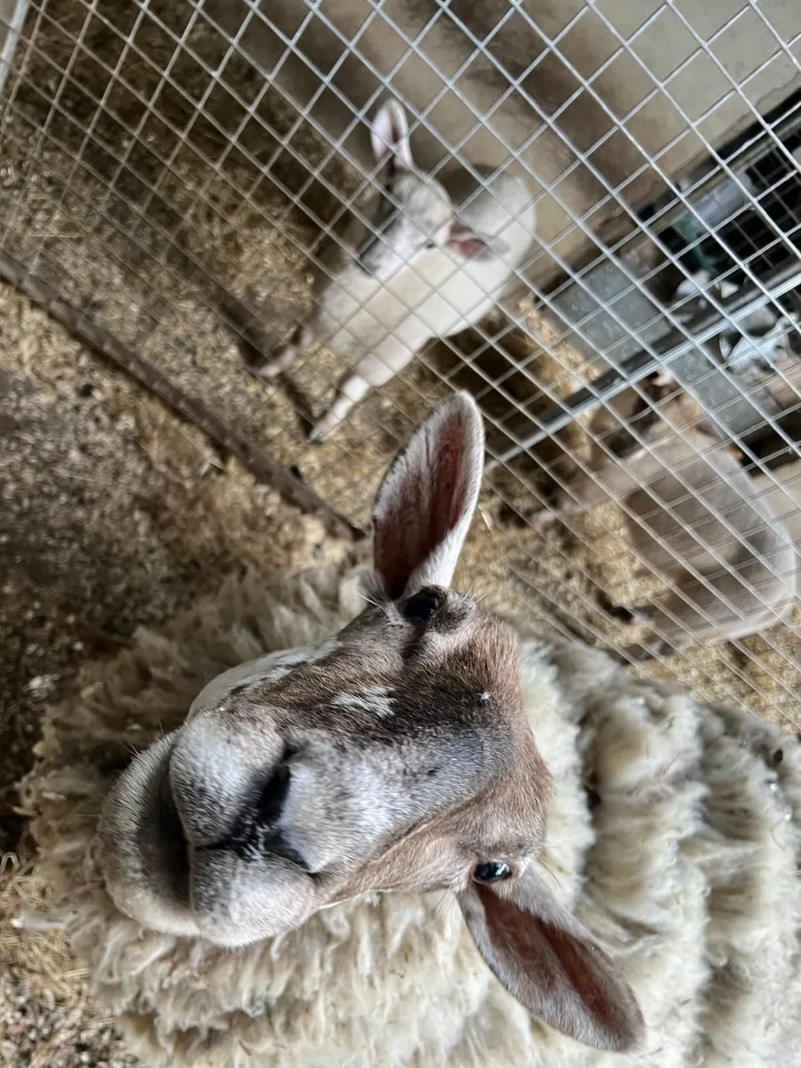 Sheep - Image 1