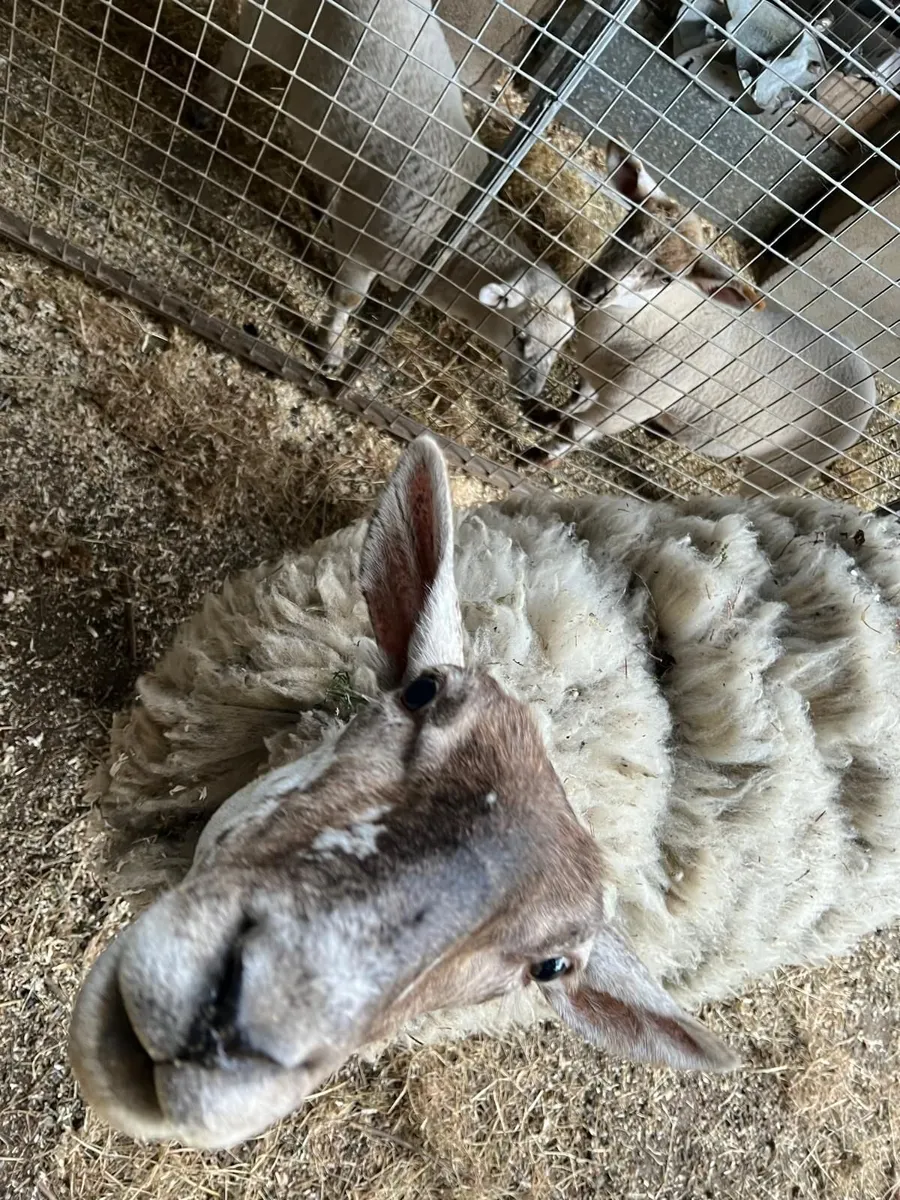 Sheep - Image 4