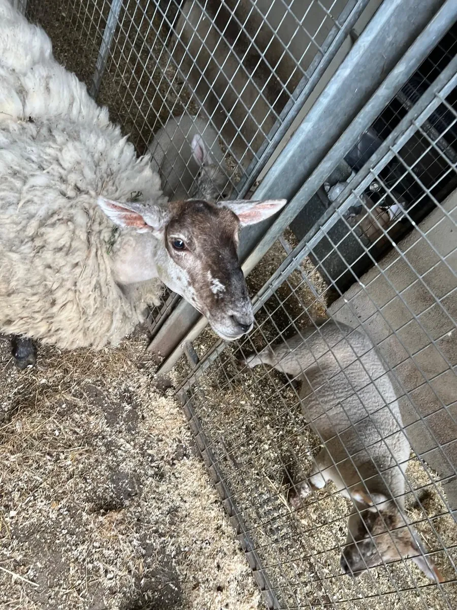 Sheep - Image 2