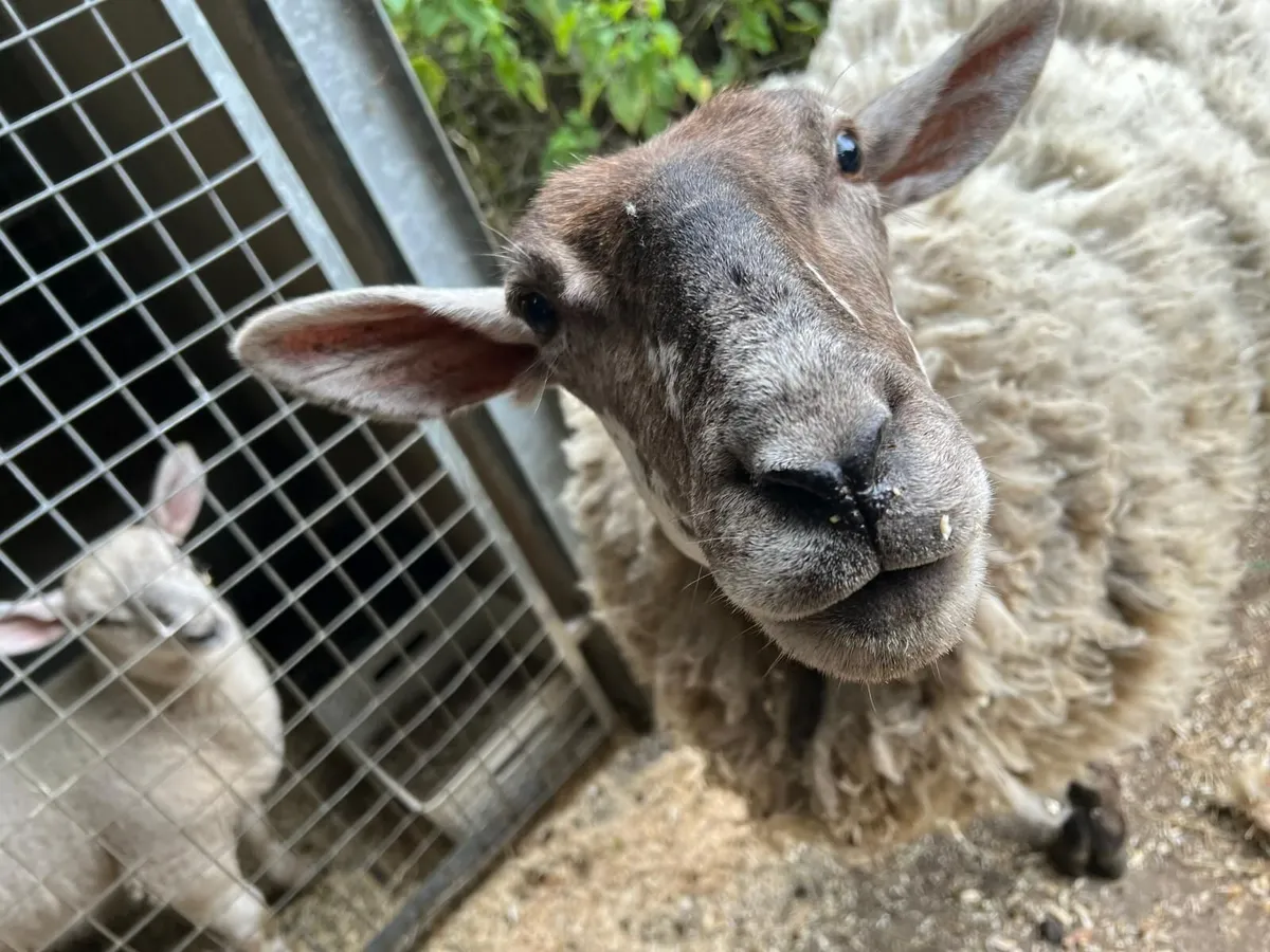 Sheep - Image 3