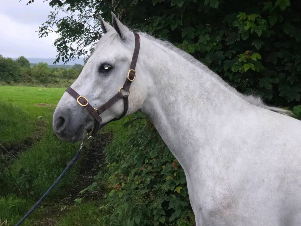 4yo unbroken Registered Connie Gelding. - Image 1